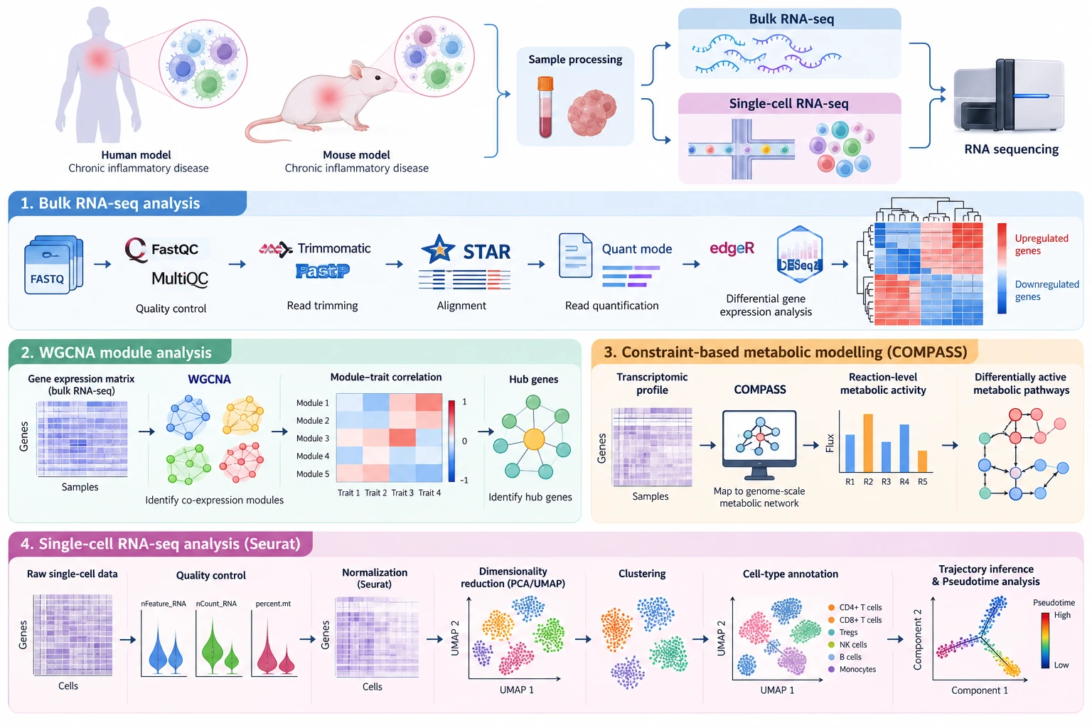 Figure for Integrated Bulk and Single-Cell Transcriptomic and Metabolic Differences in Human and Mouse Immune Cells